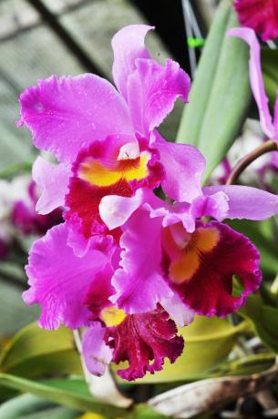 A to je još uvijek jedan od mojih prekrasnih Orchid - Cattleya. napravio sam prijatelje s njom u zadnje vrijeme.