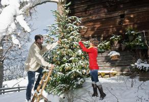 Živo drvce u loncu: ukrašavanje kuće zimi i vrta ljeti