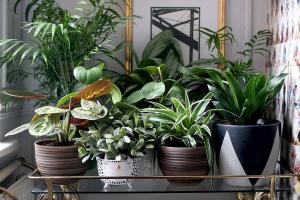 6 moderan i originalan način da ukrasite svoju kuću biljke