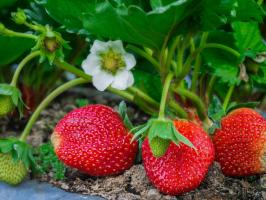5 jednostavnih pravila brige za jagode u vrtu u srpnju i kolovozu u sljedećoj godini bio je velika žetva