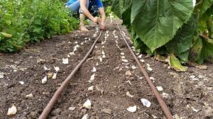 5 Osnovni trikovi sadnju češnjaka u zimskim proizvesti veliki urod