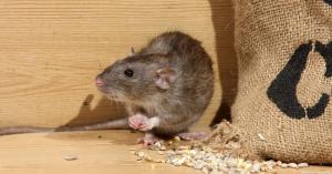 Kako da biste dobili osloboditi od miševa u zemlji zauvijek