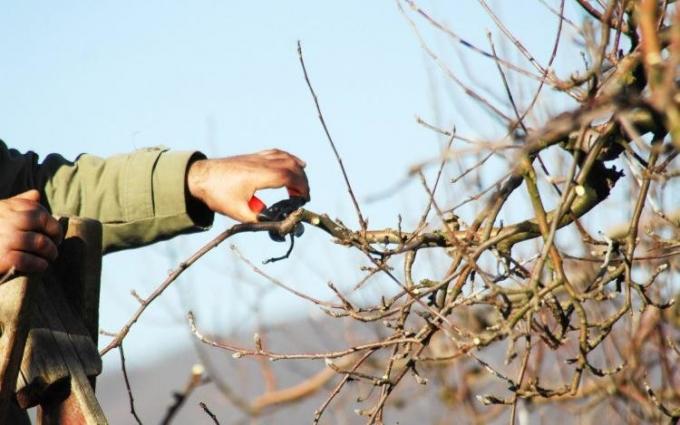 Članovi vrtlari domaćin u voćnjaku jabuka u jesen! (Bees.agrogro.ru)