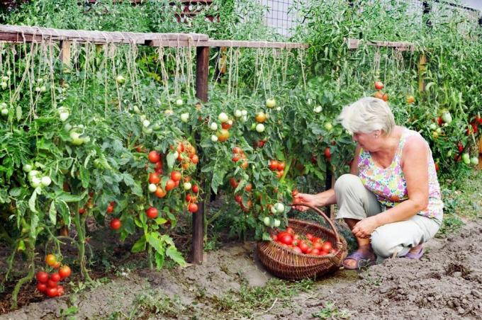 Žetve rajčice (superdom.ua)