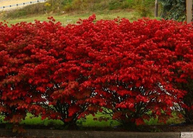 Crvena lišće u jesen Euonymus (landas.ru)