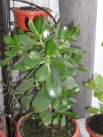 Jade stablo: ima mjesta za razmnožavanje i uzgoj
