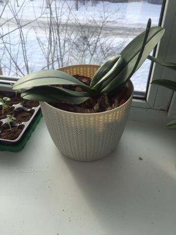 Moja orhideja nakon transplantacije na pravi način da se brzo oporavio od uvale i otišao u rastu