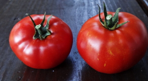 Poznati čudo paradajz-grade „Mongolski patuljak.” Na svojim prinosom čuo mnoge vrtlara!