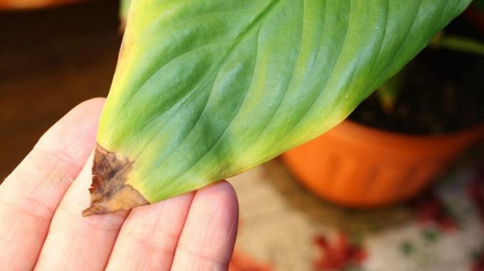 Tropsko zgodan Spathiphyllum reagira na suhoće i topline jednog od prvog