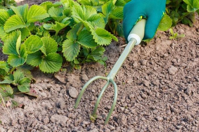 Budite sigurni proryhlit tlo prije malčiranja | Vrtlarstvo & Hortikultura