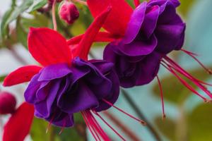 6 sobne biljke s bujnom cvjetanju: ukras svakog doma