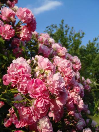 Još mi je penjanje ruža. Fotografije prošle godine - ovogodišnji cvatu nije tako bogat.