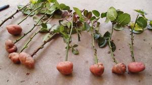 3 učinkovita metoda za ubrzanje rasta korijena sadnica