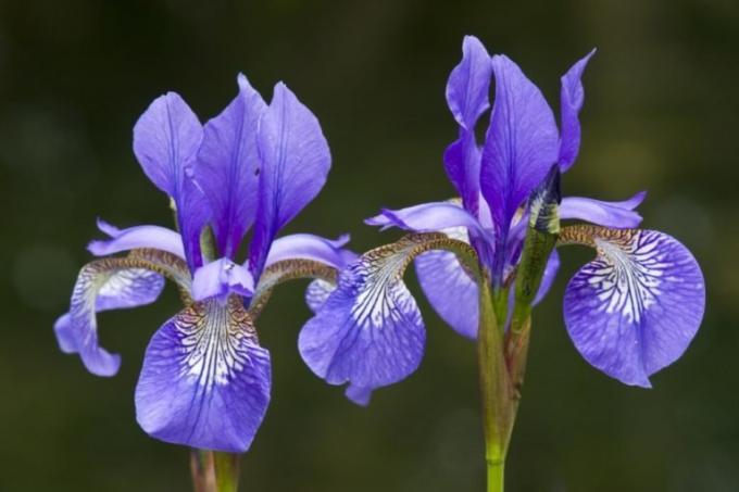 cvijeće iris