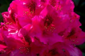 Rododendrona. Njega i poljoprivredne tehnike