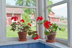 Za bolje prozor staviti pelargonije, orhideje, ljubičice i Spathiphyllum