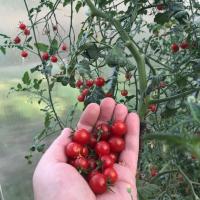 Cherry Zašto bi trebao misliti prije sadnje rajčice? prstom u oko