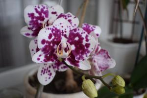 5 koraka do lijepe orhideje phalaenopsis kuće