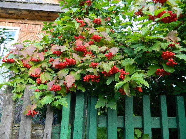 Crvena Viburnum jesen četka (green-ekb.ru)