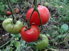 4 „lijeni” rajčice sorti