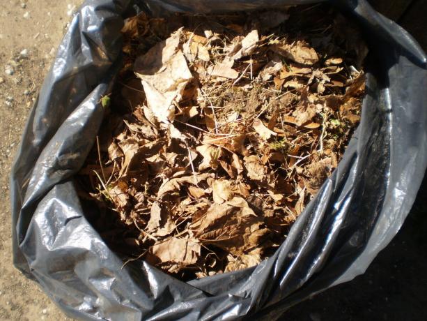 Leaf leglo u vreću za smeće za kompostiranje