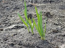 Češnjak u zemlji porasli u jesen: što učiniti? Ja sam naučio i umirena