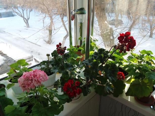 Ako vaš pelargonije cvatu zimi, „mirovanja razdoblje” to nije potrebno. Vjerujem da su i sami biljke znaju najbolje