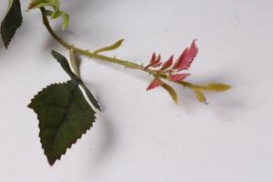 Orezivanje ruža u ljeto za drugi val cvatnje 🌹 se svake godine: zašto i kako