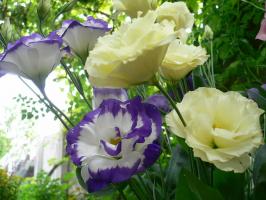 Eustoma: kako rastu „Irish Rose” na vlastitu