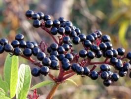 Elderberries: Koristi i štete, opis, slika