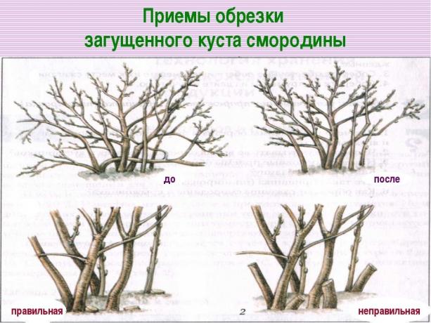 Sjeći stare grane u korijenu! ( https://fs00.infourok.ru/images/doc/141/163702/img17.jpg)