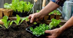 Koje biljke i povrće može biti posađeno u hladu.