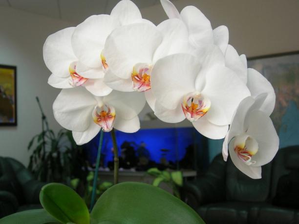 Phalaenopsis - stilski ukras za kuću (foto za članak preuzet s interneta)