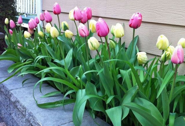 Na pitanje „Kada je to bolje biljne tulipana” Ja pouzdano reći - jesen!