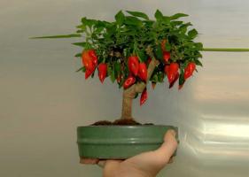 Kako rastu na prozor dugo vruće paprike