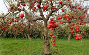 Kako pravilno brinuti se za stare voćke u vrtu
