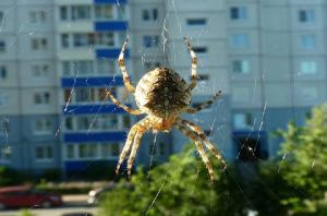 Zašto se ne mogu dirati pauka koji žive u svom domu.