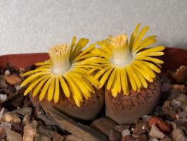 Lithops: stijene ili biljke?