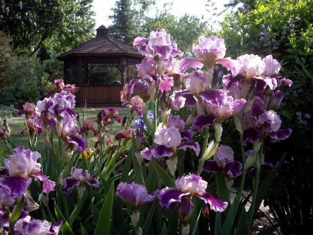 U Rusiji, šarenica se zove iris u ljudima, te u susjednoj Ukrajini - Pivnik, mislim penis