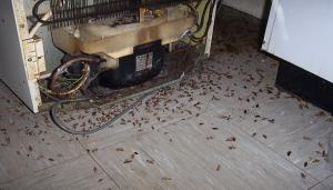 Kako uništiti žohara u kući zauvijek