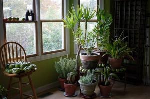 5 trendi, nepretenciozan od sobne biljke može pretvoriti svoj stan u maloj džungli