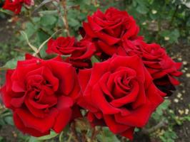 5 koraka pažljivu pripremu ruža u vrtu hladnoće tijekom zime, au kolovozu