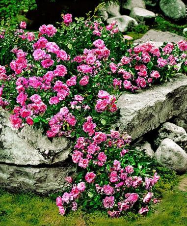 Tepih ruža i kamenje - lijepa i neobična kombinacija