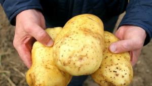 Kako mogu dobiti 5-7 kg krumpira iz grma.