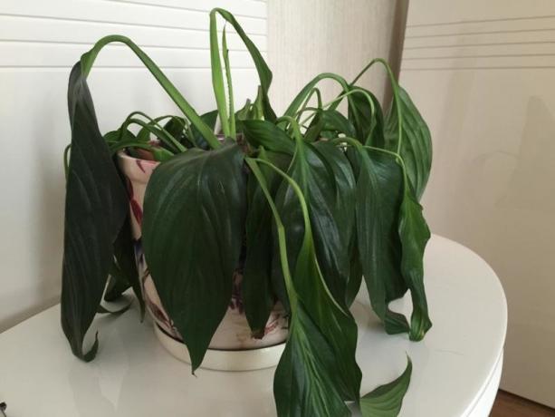 Dobro popunjena Spathiphyllum