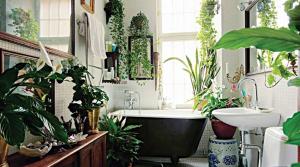 Biljke za elegantnu kupaonicu ili kako bi uživo dodir na unutrašnjosti vašeg intimnog prostora