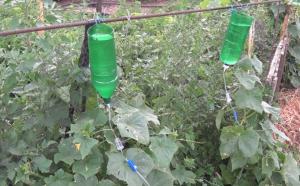 Kako uštedjeti vodu za zalijevanje vrta na vikend: Tajne zalijevanje