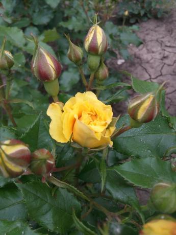Moja omiljena žuta ruža u vrtu treba sklonište
