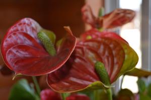 6 tajni briga anthuriums ( "mušku sreću"). Imam svijetlim cvjetovima cijele godine