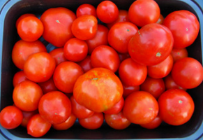 Kada se posijati paradajz, u kojem vremenskom roku? Savjeti za početnike